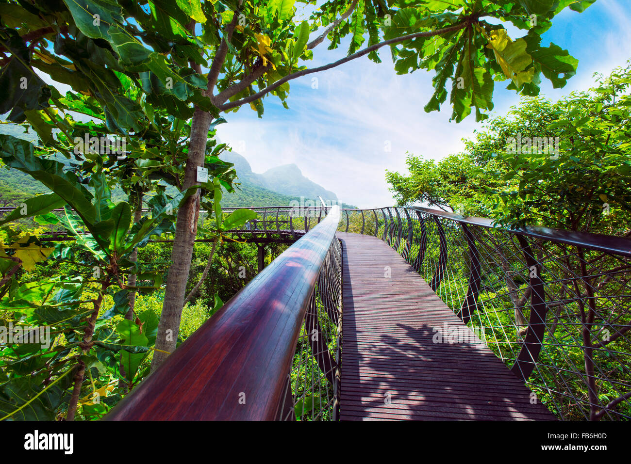 The 'Boomslang' tree-top walkway in The Kirstenbosch Botanical Gardens, Cape Town Stock Photo