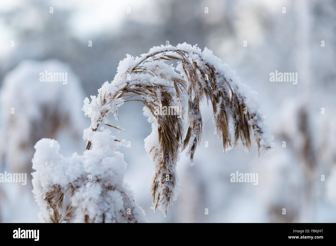 Closeup on reed covered by snow, shallow depth of field Stock Photo - Alamy