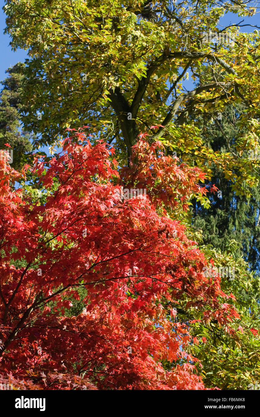 Japanese colourful maples hi-res stock photography and images - Alamy