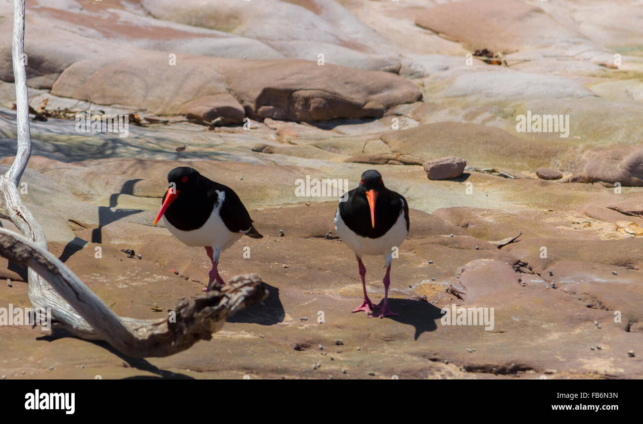 Two Pied oystercatchers looking for food.  They live mainly on bivalve molluscs. Stock Photo