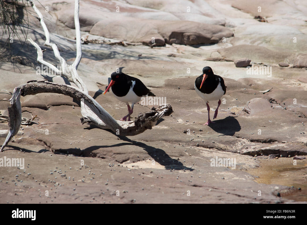Pied Oystercatcher  Haematopus longirostris.  A pair of pied oystercatchers roaming on the rocks hunting for food. Stock Photo