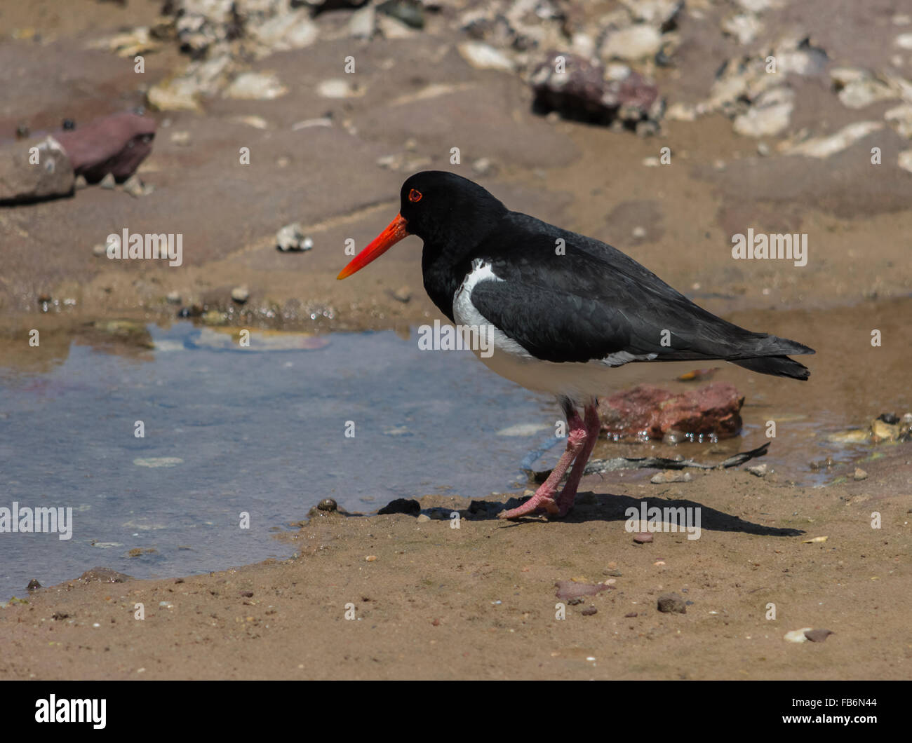Pied Oystercatcher - Haematopus longirostris.  Bird with red beak, orange beak, waterbird, bird fishing. Stock Photo