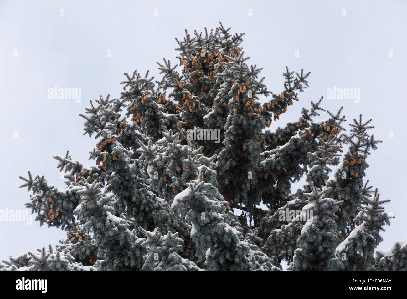 close up of blue spruce tree at winter Stock Photo