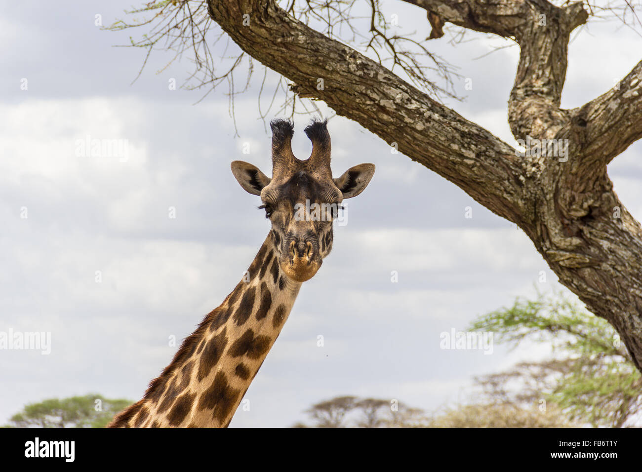 Giraffe serengeti hi-res stock photography and images - Alamy