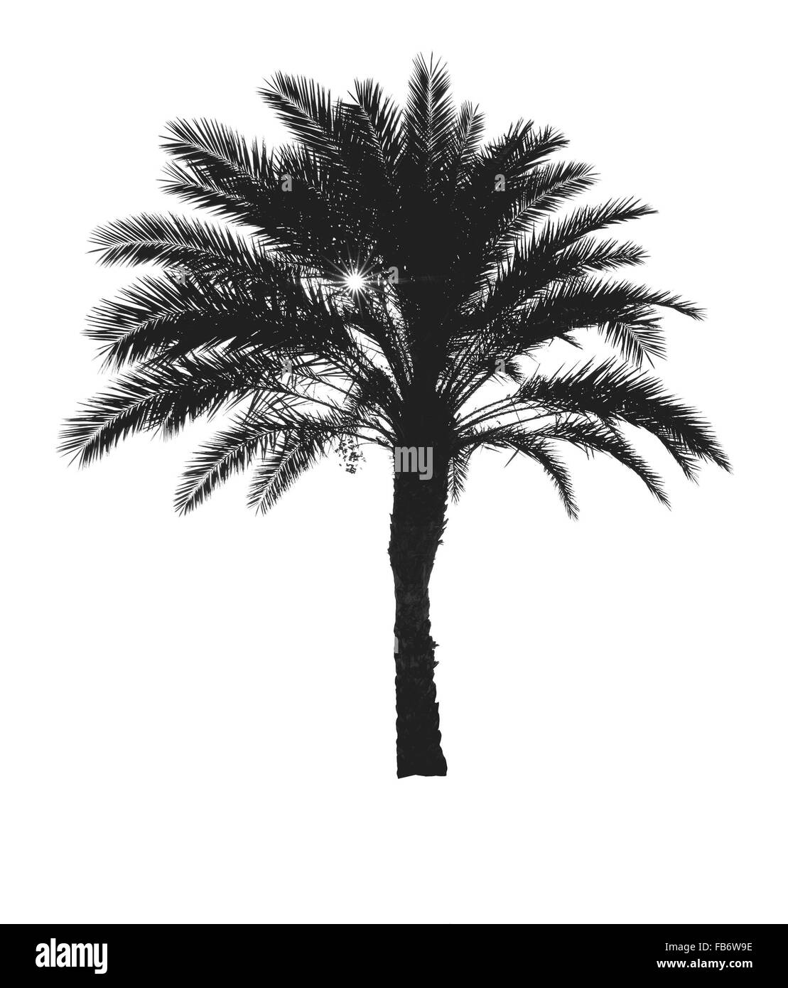 Palm tree and sun with rays isolated on white. Stock Photo