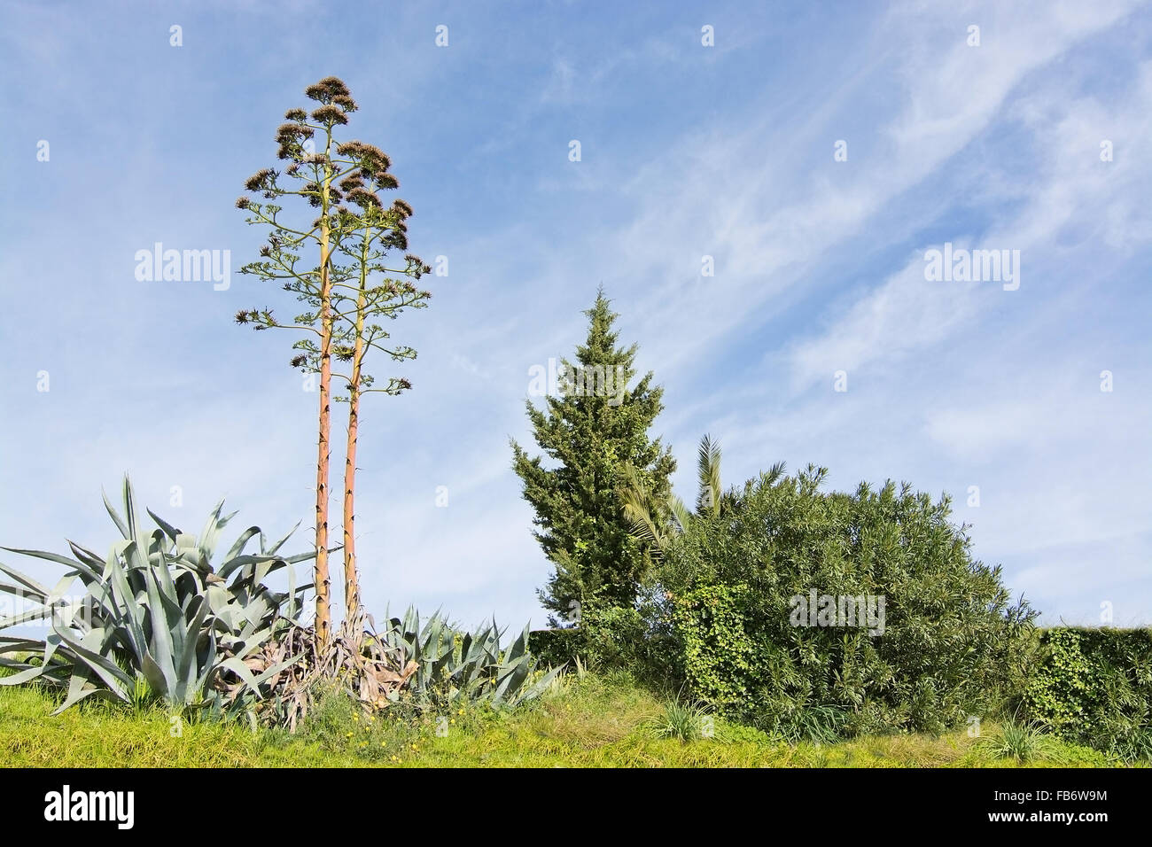 Aloe vera flower and wild vegetation in Ibiza, Balearic islands, Spain in  December Stock Photo - Alamy