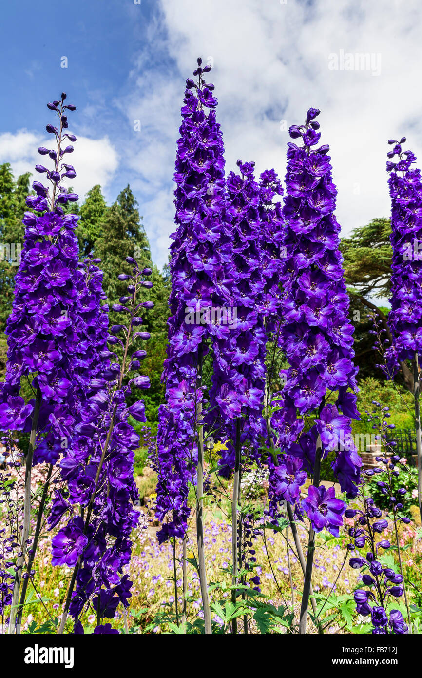 Tall dark blue delphinium flowers in a herbaceous border of an English Garden. Stock Photo