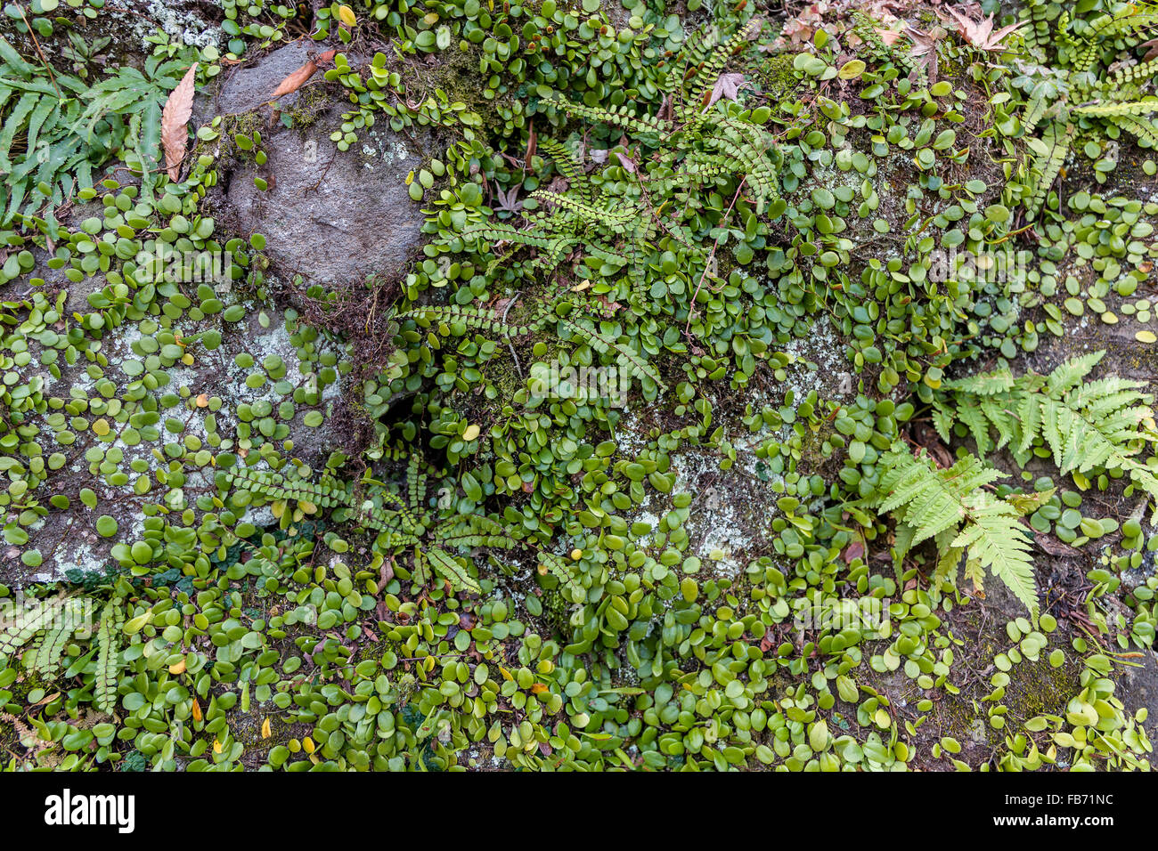 Plant growing on stone or rock wall Stock Photo - Alamy