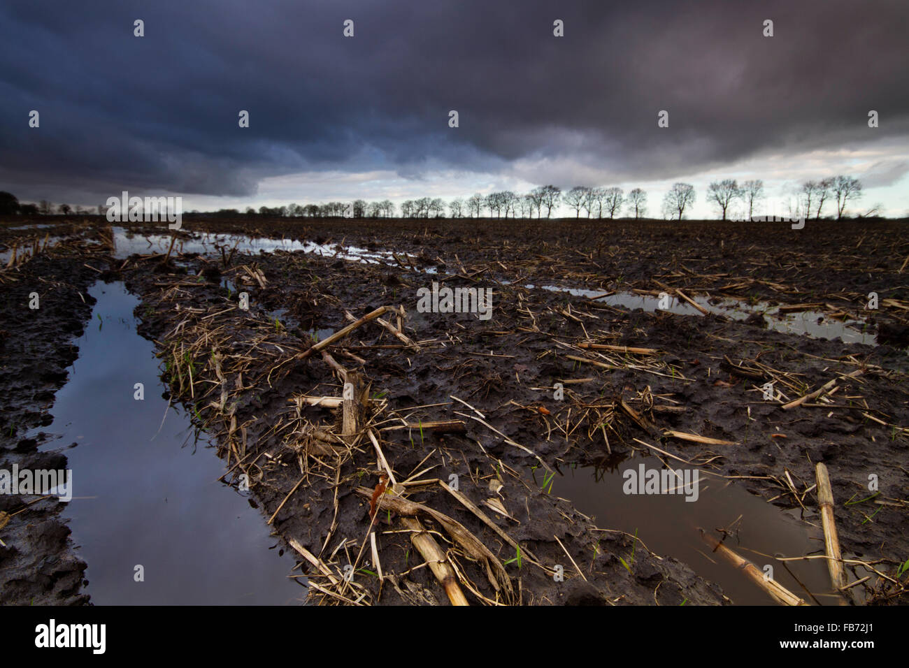 Muddy maize field under a dark sky Stock Photo