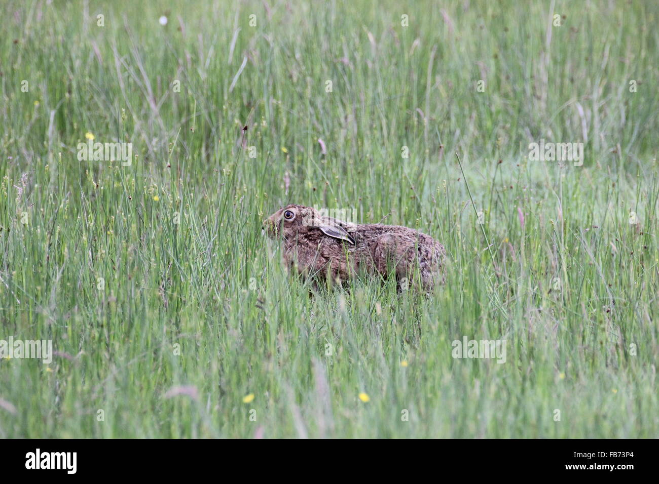 Brown Hare crouched Stock Photo - Alamy