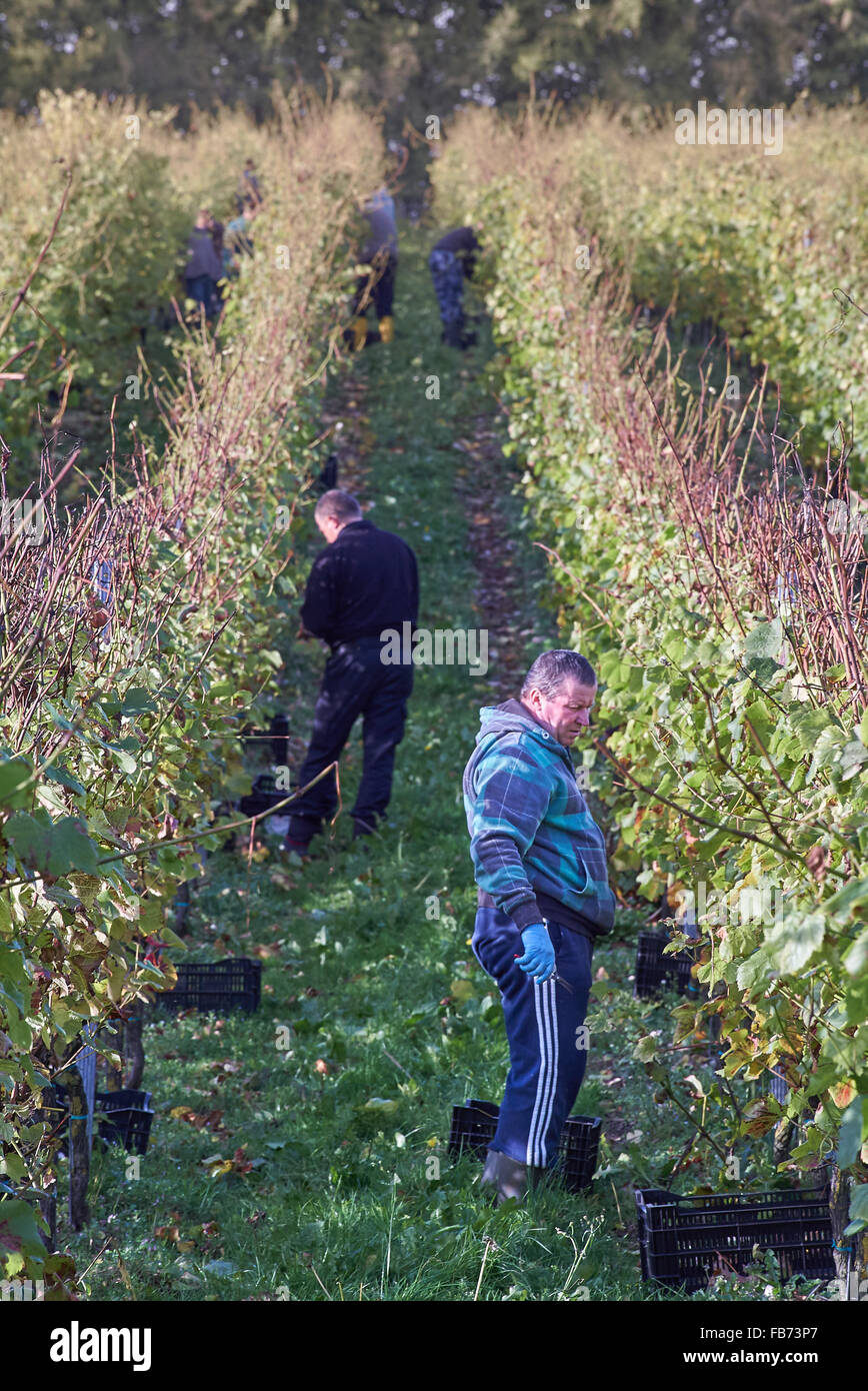 Harvesting grapes at Wiston Vineyard Stock Photo