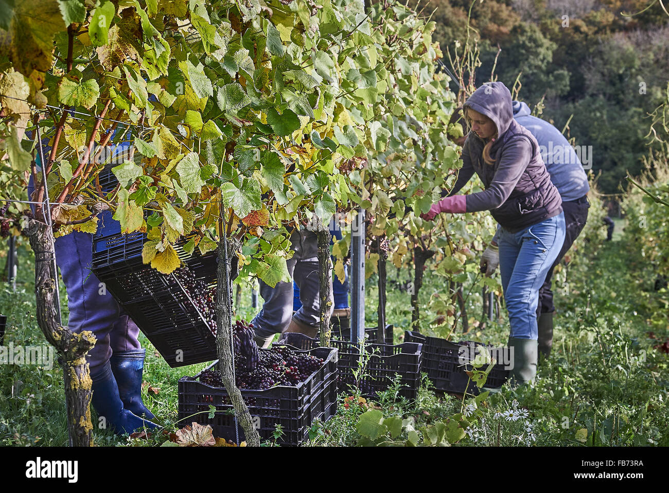 grape pickers in a vineyard Stock Photo