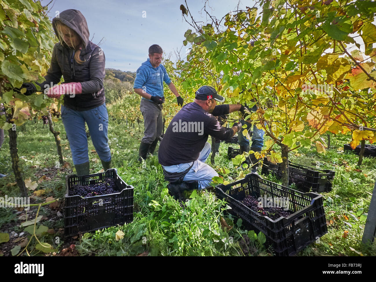 grape pickers in a vineyard Stock Photo