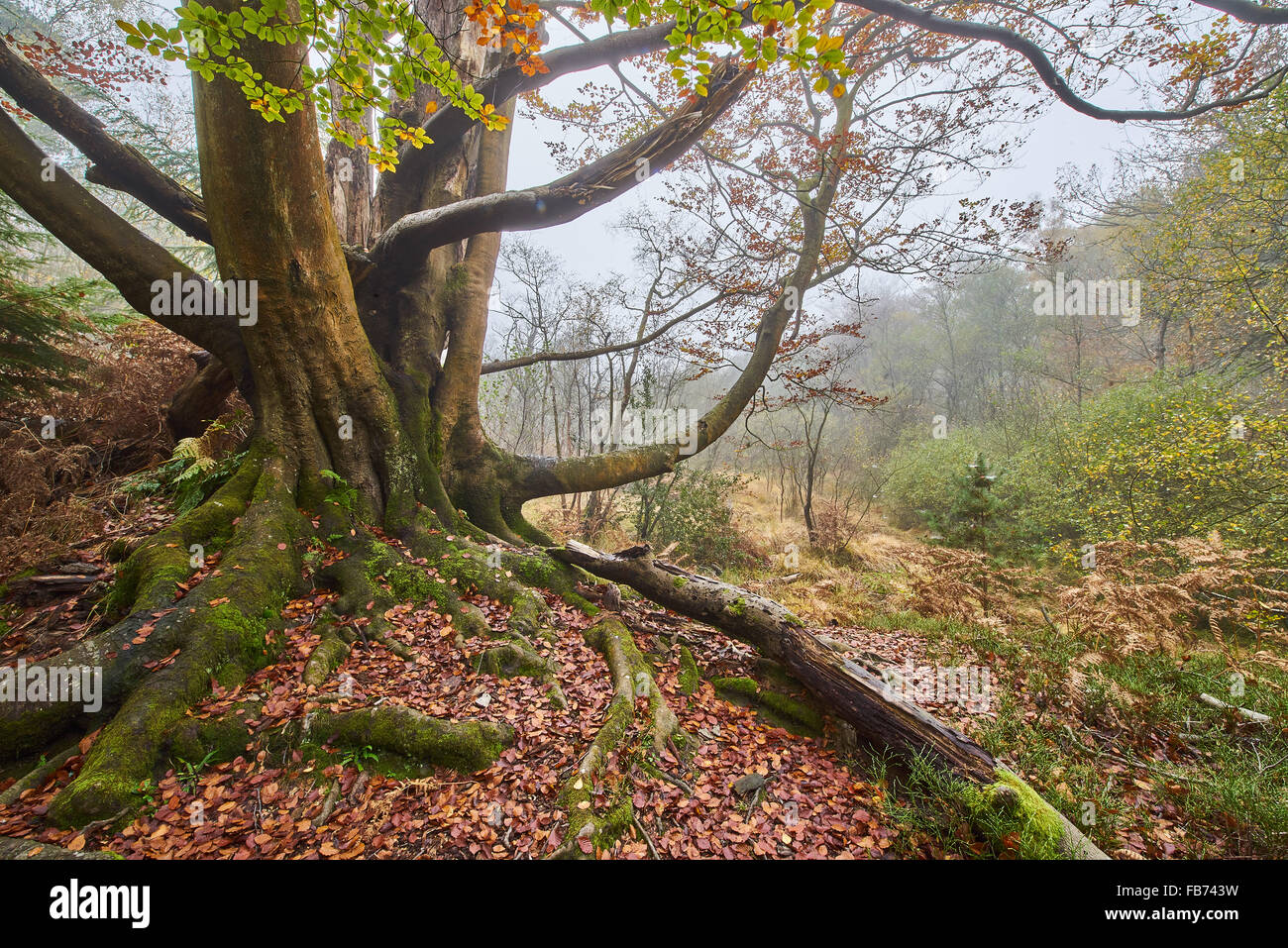 Old Beech tree in Ashdown Forest Sussex Stock Photo