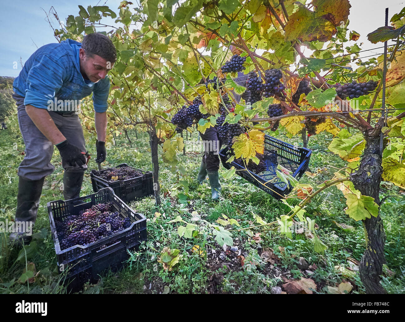 Winegrower harvesting red grapes in a vineyard Stock Photo