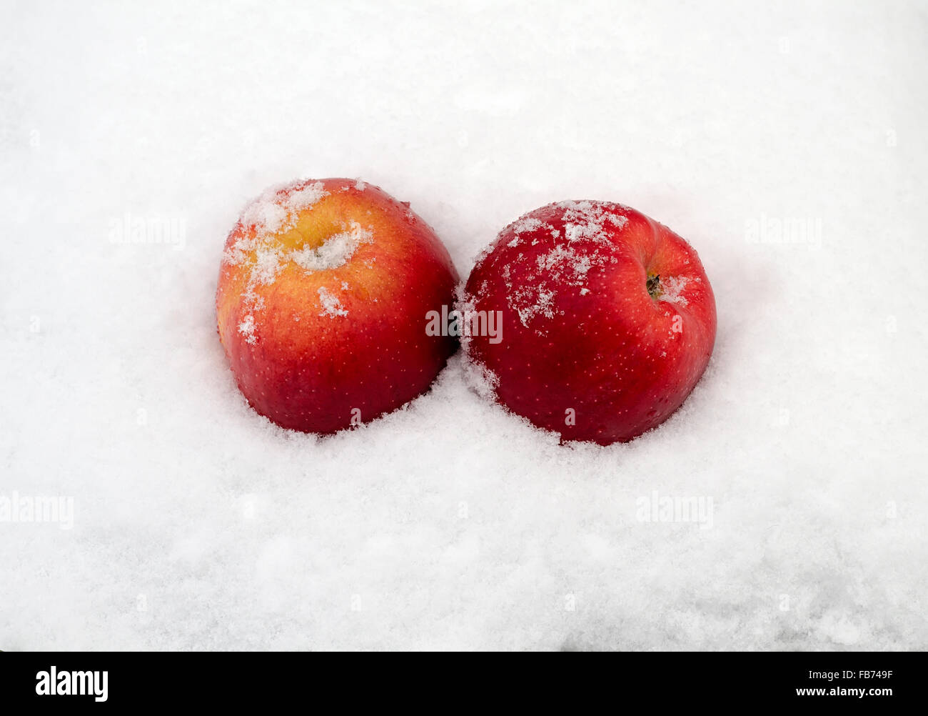 apples on snow Stock Photo Alamy