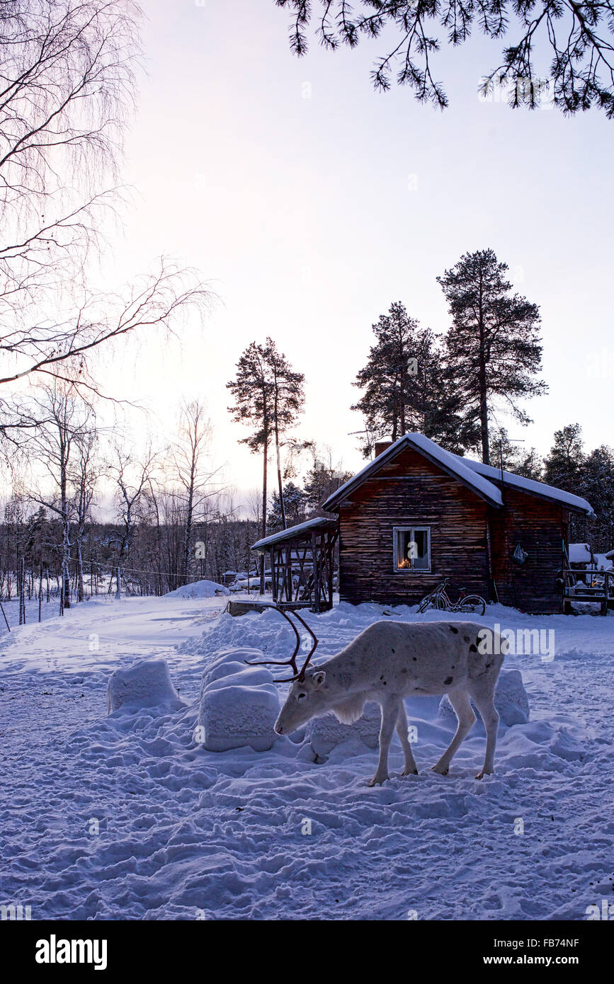 Reindeer in Lapland, Finland Stock Photo Alamy