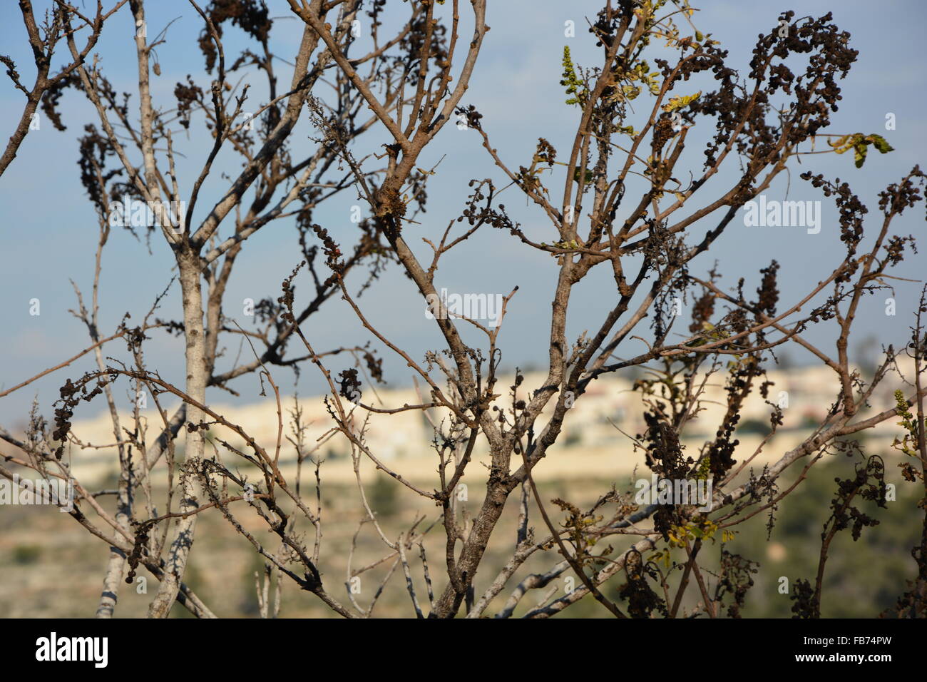 Suba hi-res stock photography and images - Alamy