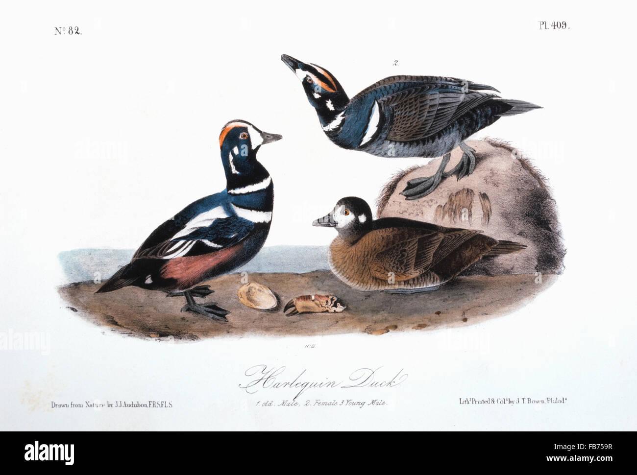 Harlequin Duck, Hand-Colored Etching from the Book "The Birds of America" by John James Audubon, circa 1830's Stock Photo