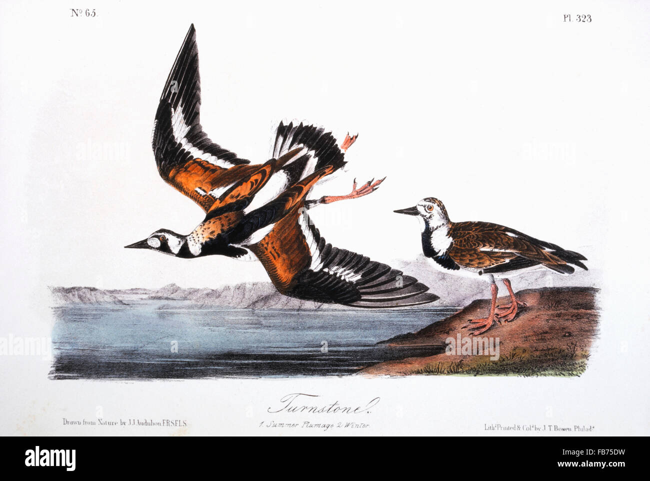 Turnstone, Hand-Colored Etching from the Book 'The Birds of America' by John James Audubon, circa 1830's Stock Photo