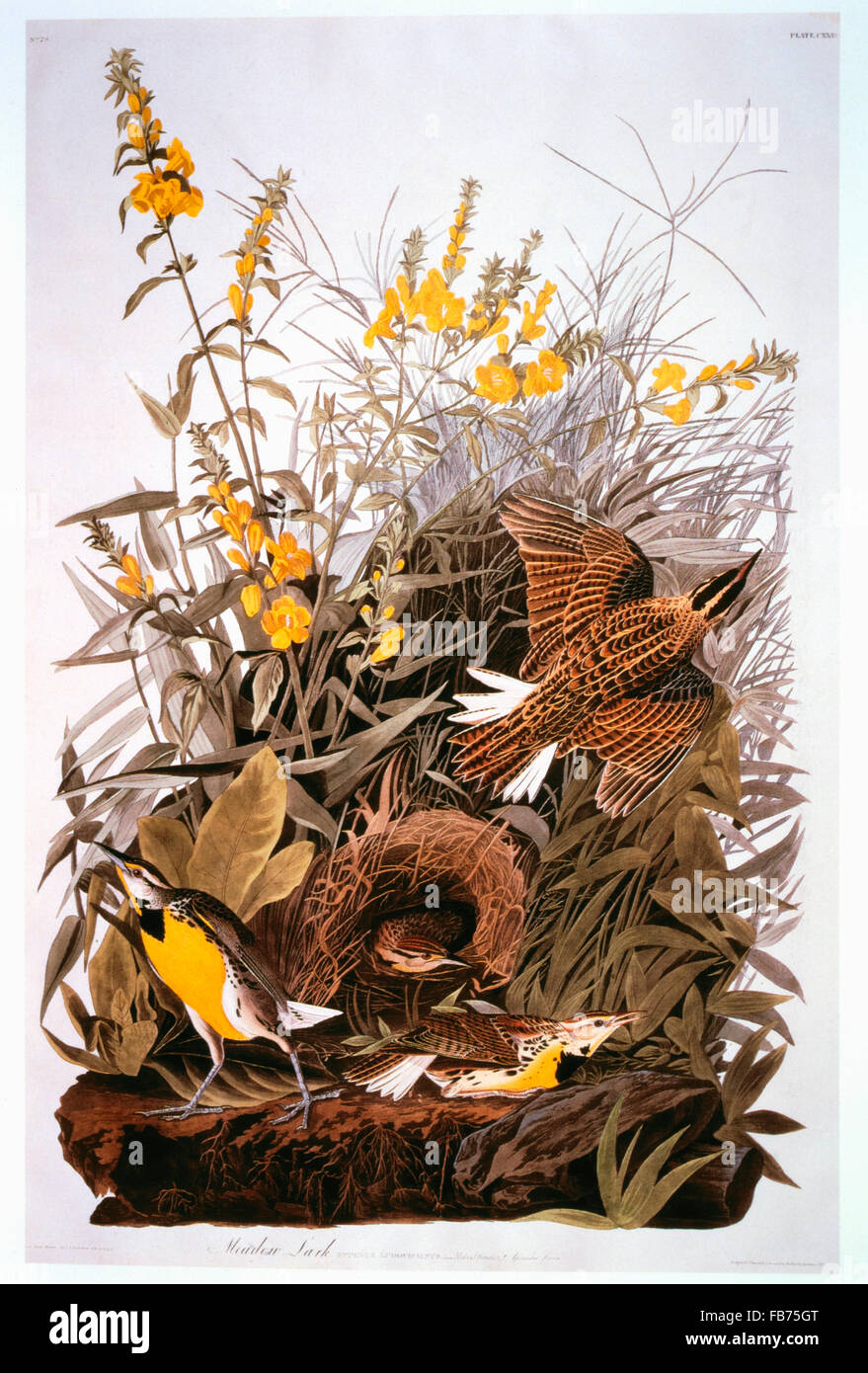 Meadowlark, False Foxglove, Hand-Colored Etching from the Book 'The Birds of America' by George Lehman and John James Audubon, circa 1830's Stock Photo
