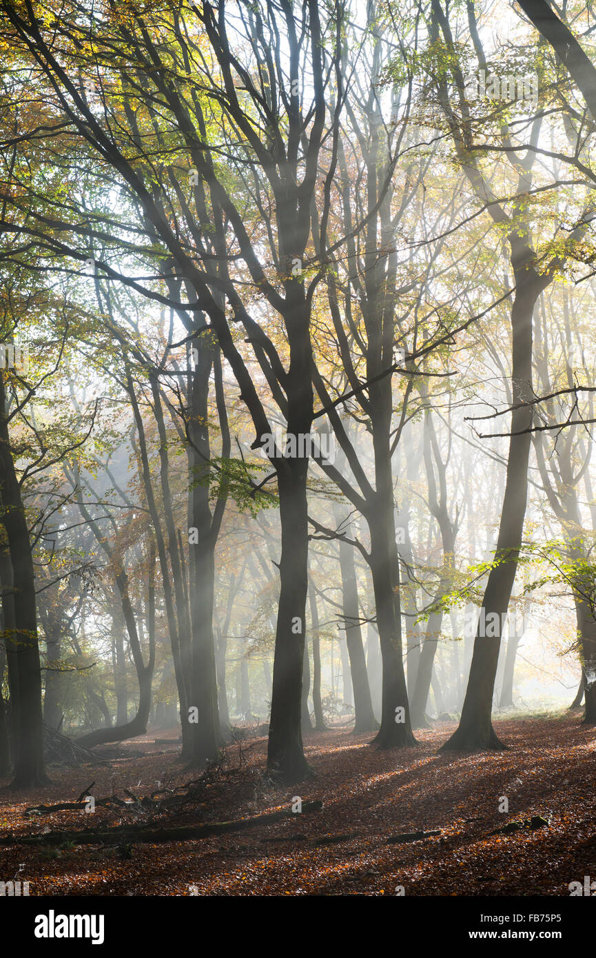 Fagus sylvatica. Beech tree woodland and autumn mist. UK Stock Photo