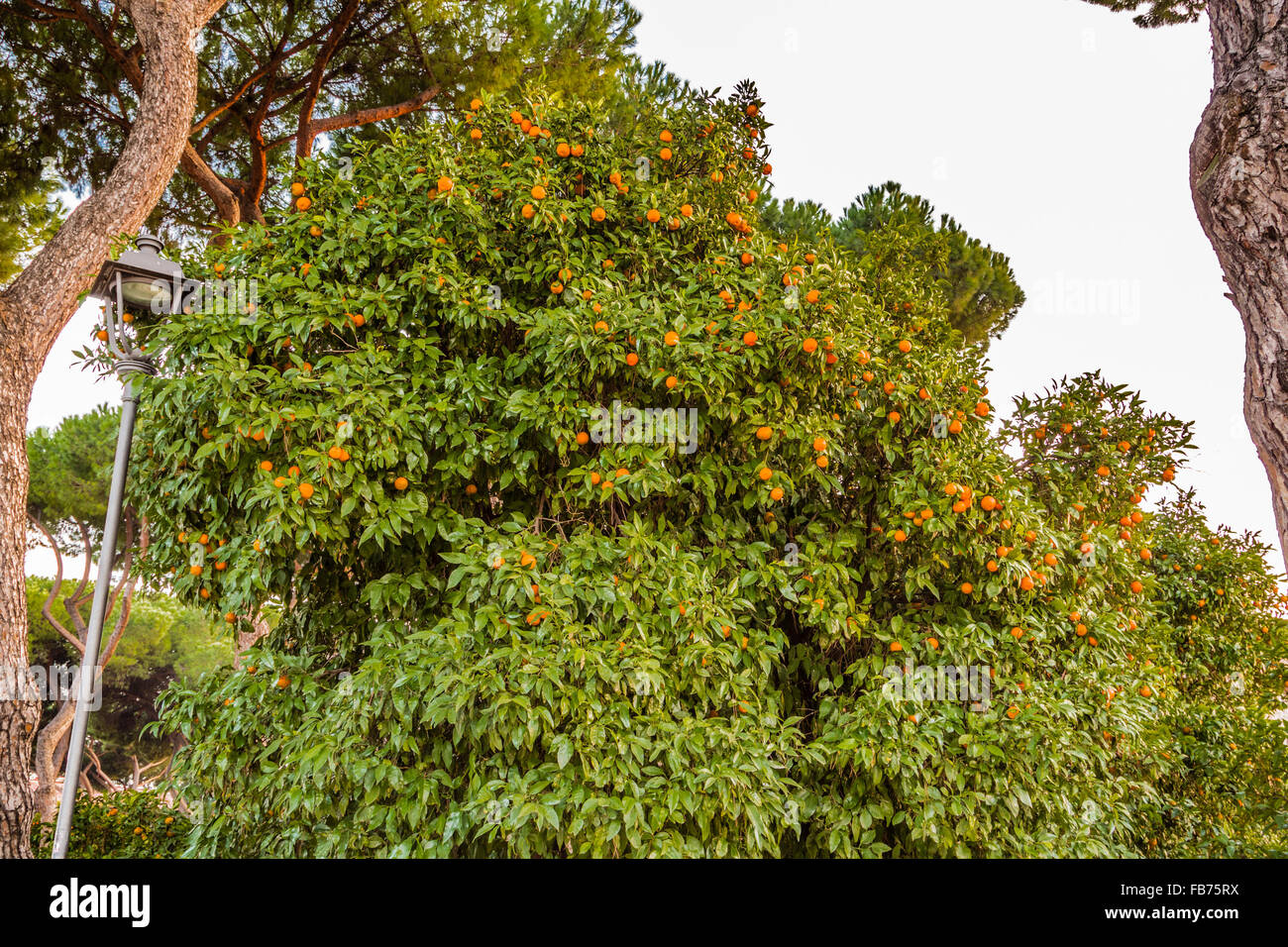 tangerine tree with lots of fruits Stock Photo