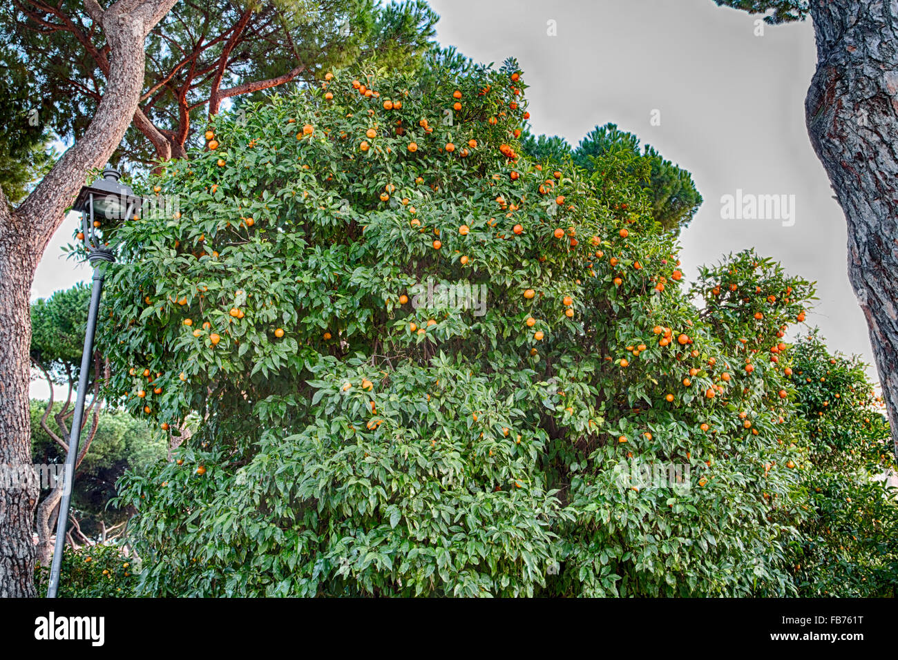 tangerine tree with lots of fruits Stock Photo