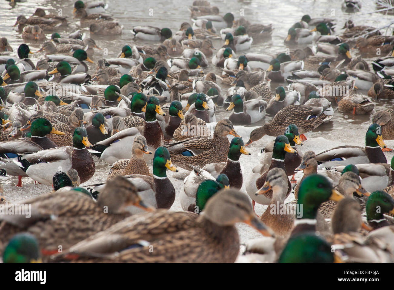 ducks in winter pond Stock Photo Alamy