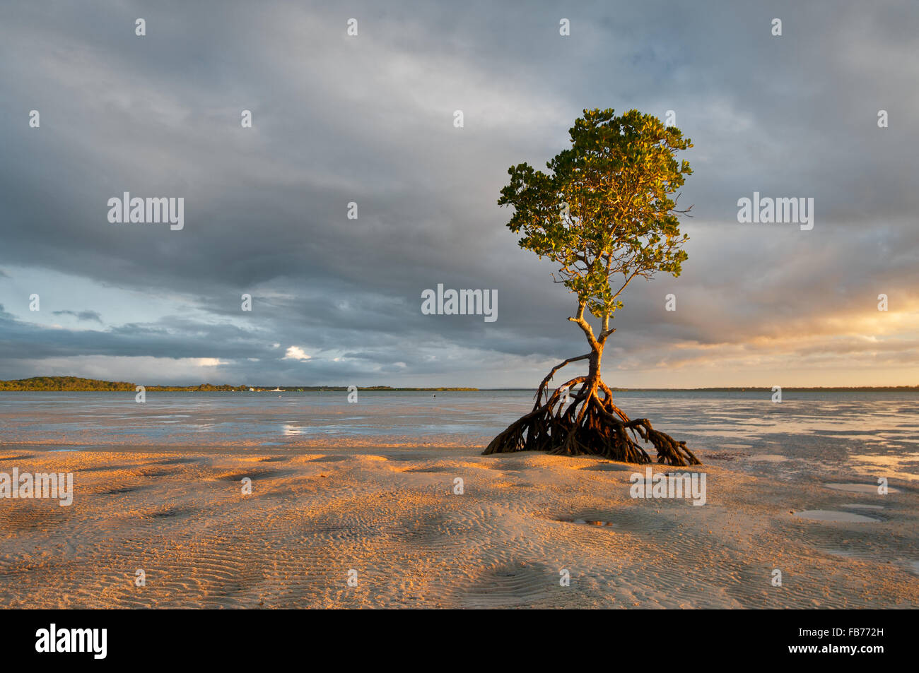 Evening light on a mangrove tree in Pelican Bay. Stock Photo