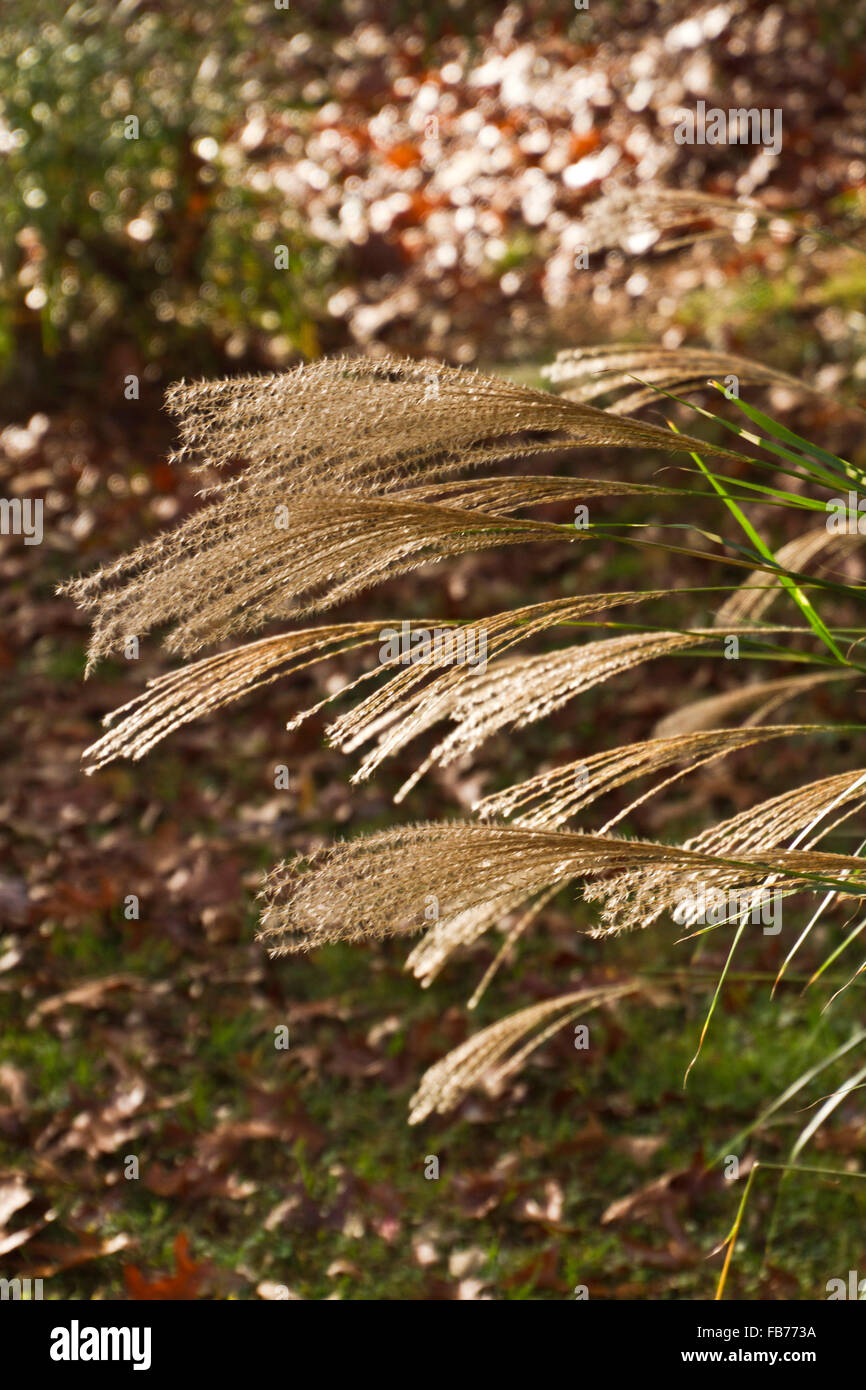 Long fronds dangle from a decorative landscaping plant outside in autumn Stock Photo