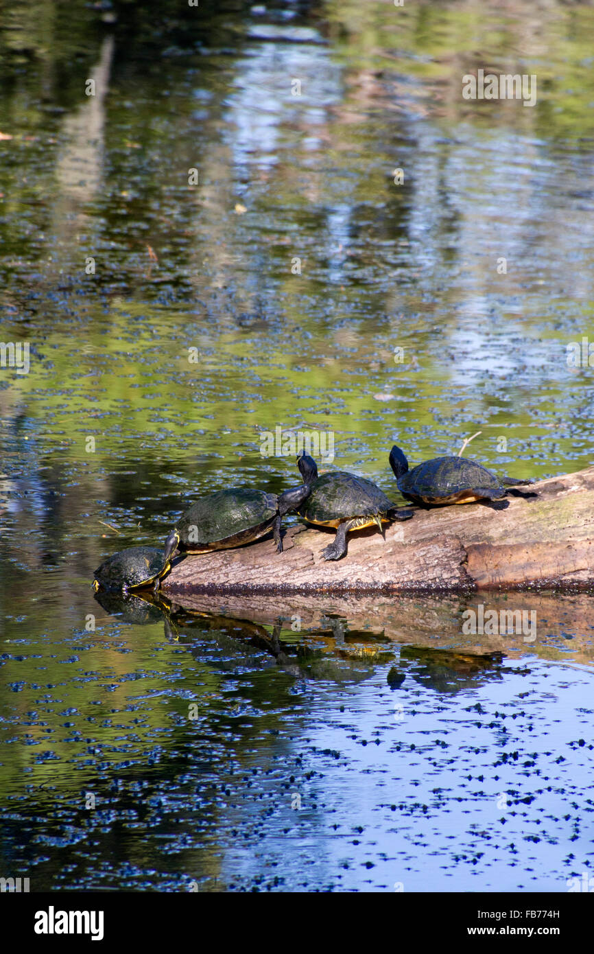 Three turtles rest on an old fallen log half submerged in a pond while the fourth pulls itself out of the water to join them Stock Photo