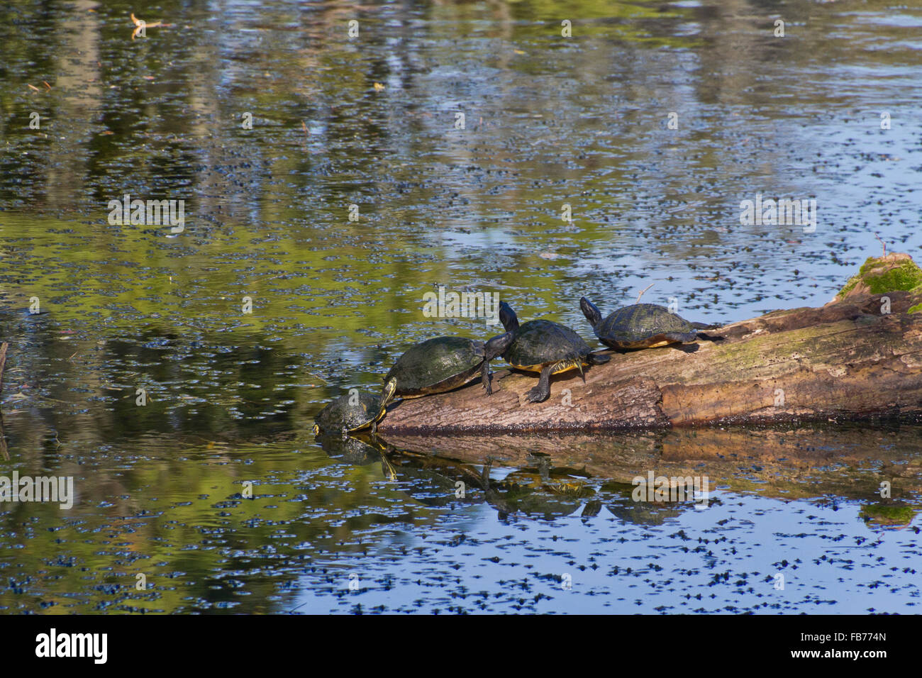 Three turtles rest on a reflective pond log while the fourth pulls itself out of the water to join them Stock Photo