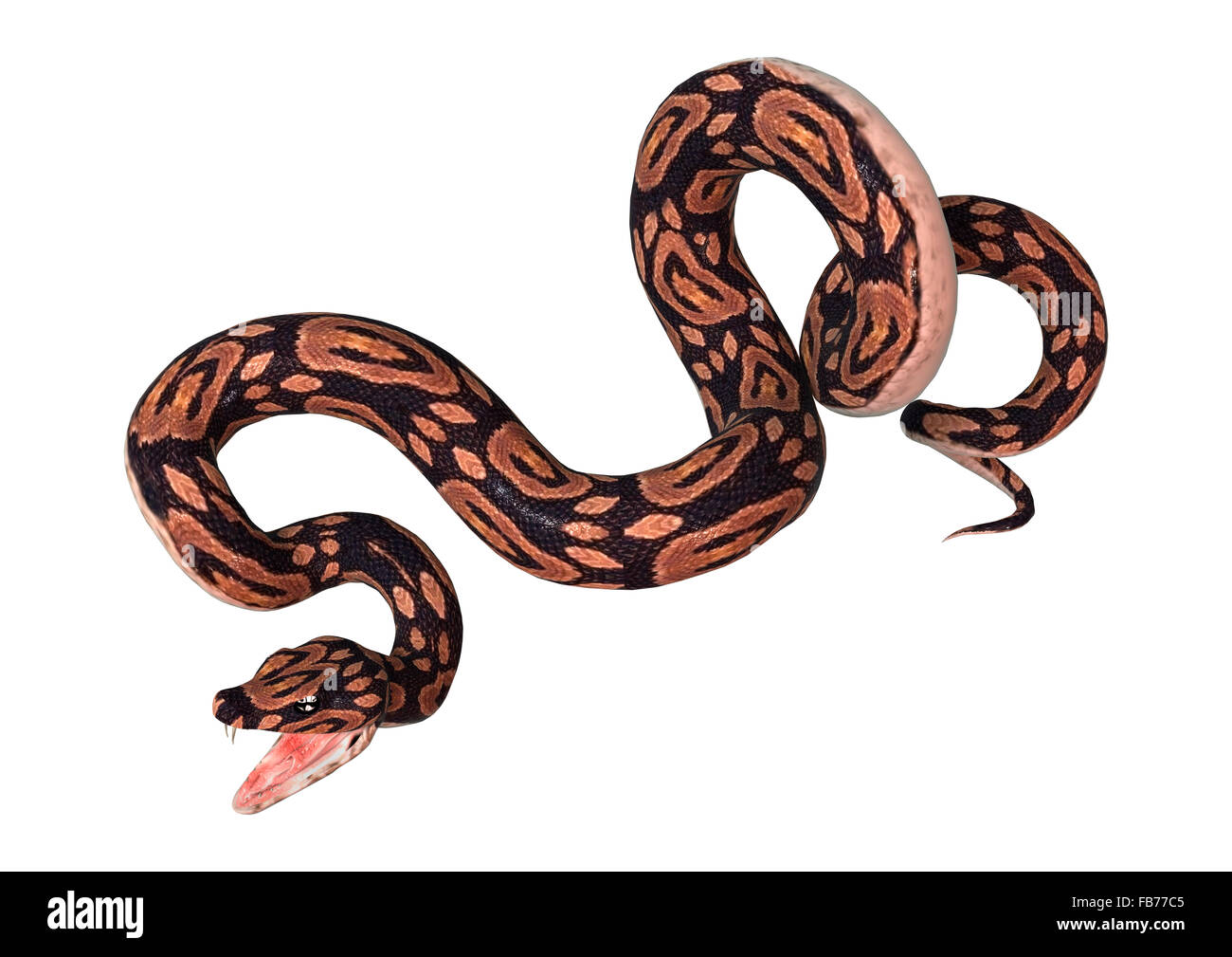 3D digital render of a ball python snake isolated on white background ...