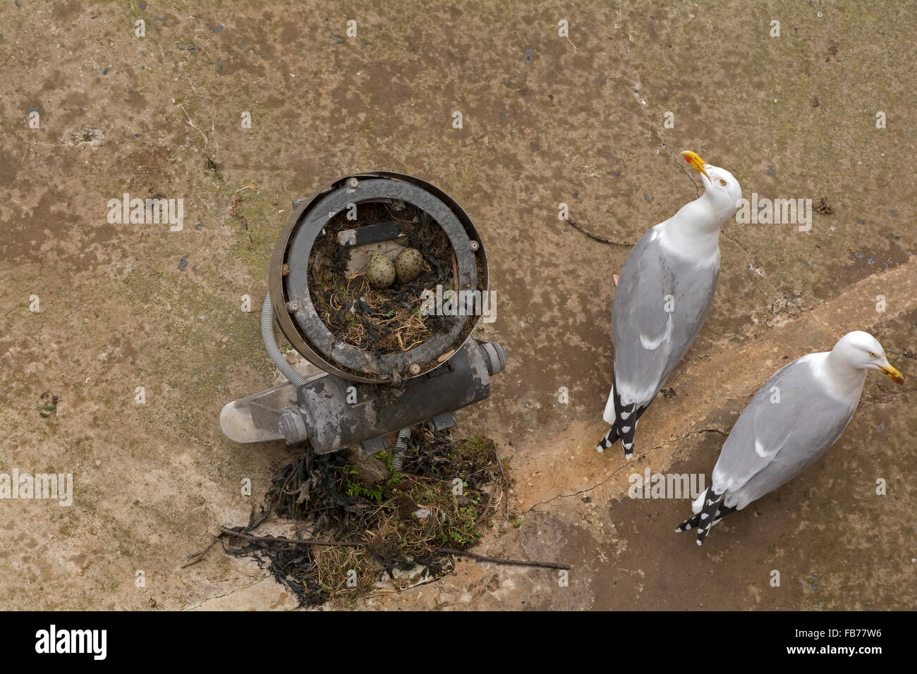 Gulls eggs hires stock photography and images Alamy