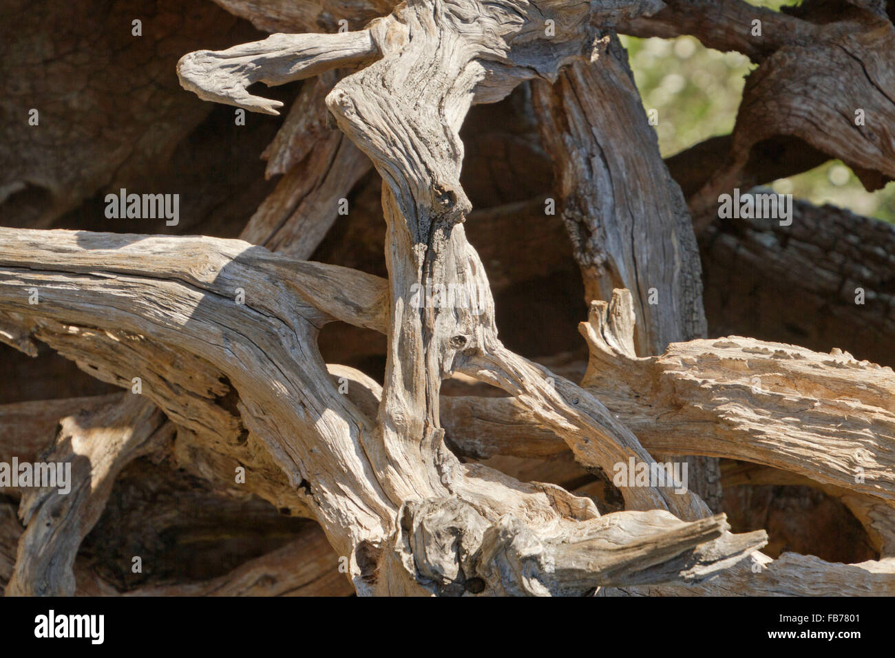 Close up of an artistically sea-etched piece of curvaceous driftwood Stock Photo