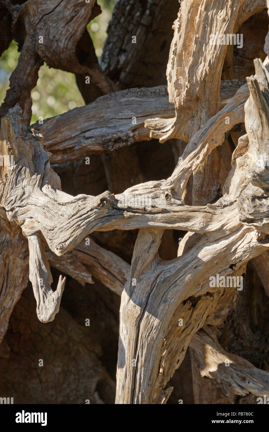 Close up of an artistically sea-etched piece of curvaceous driftwood Stock Photo