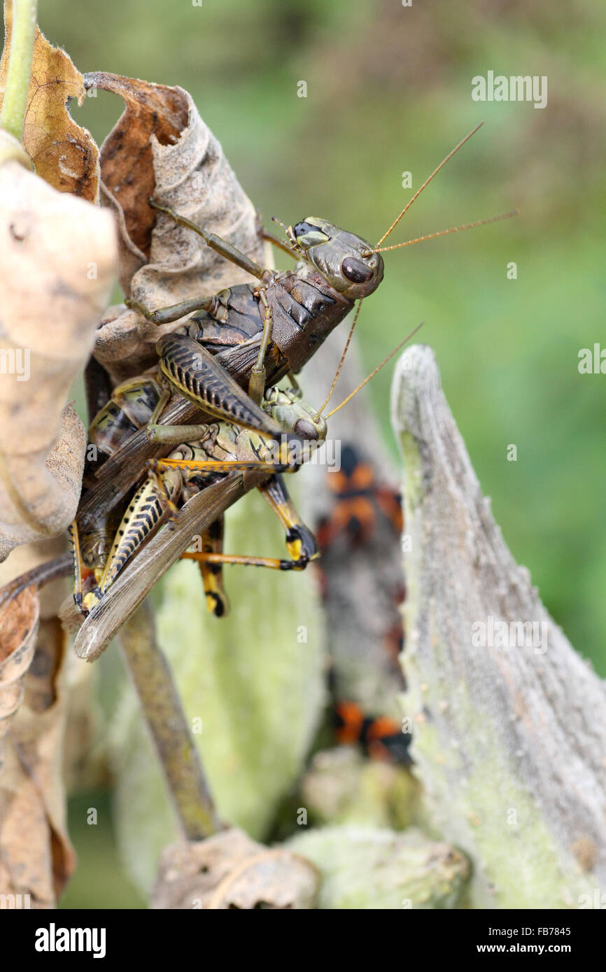 grasshoppers mating in milkweed Stock Photo