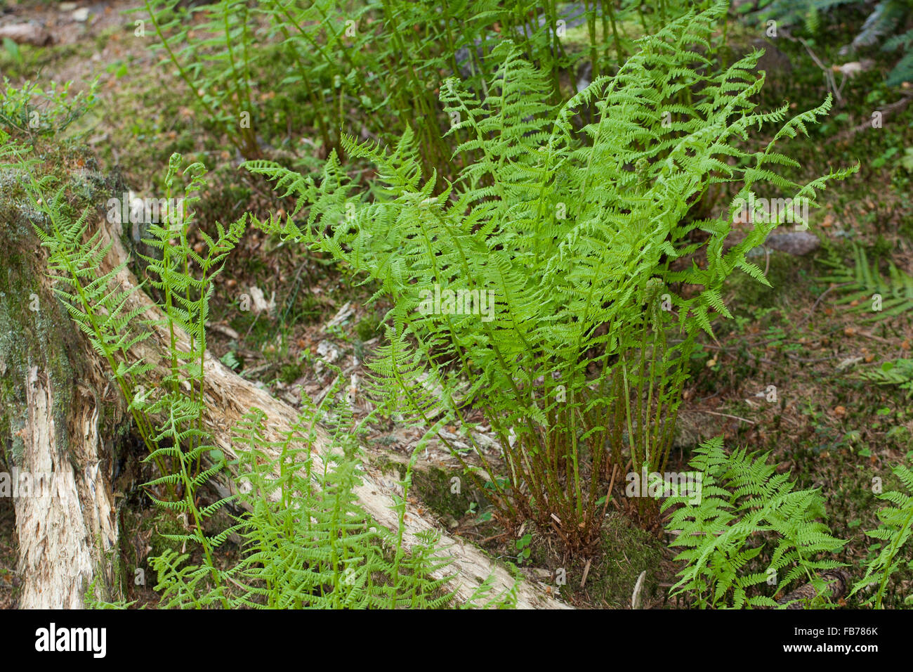 Lady fern, common lady-fern, ladyfern, Wald-Frauenfarn, Frauenfarn, Waldfrauenfarn, Gemeiner Waldfarn, Athyrium filix-femina Stock Photo