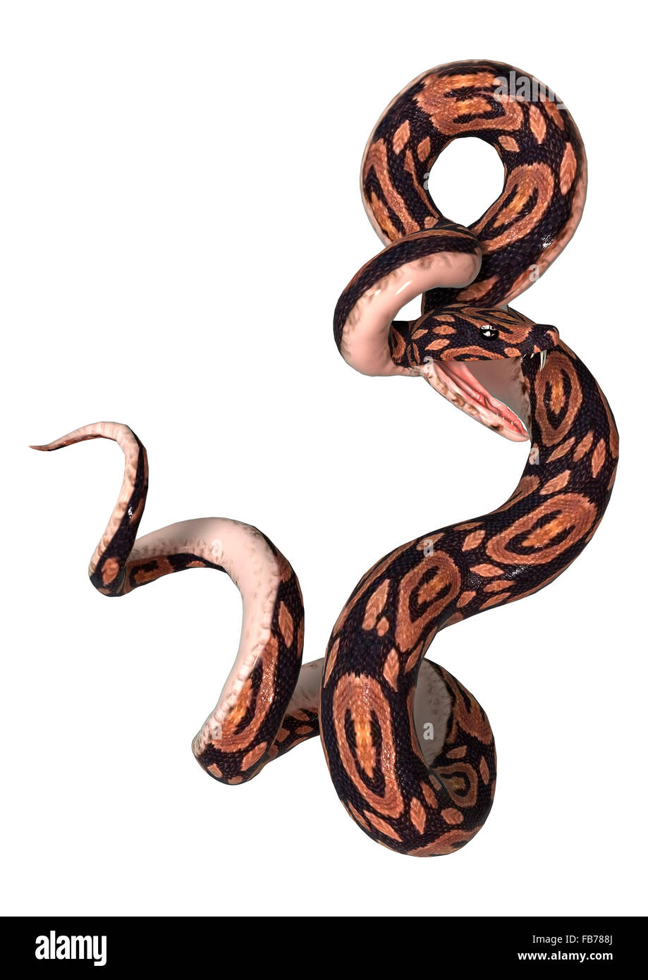 3D digital render of a ball python snake isolated on white background ...