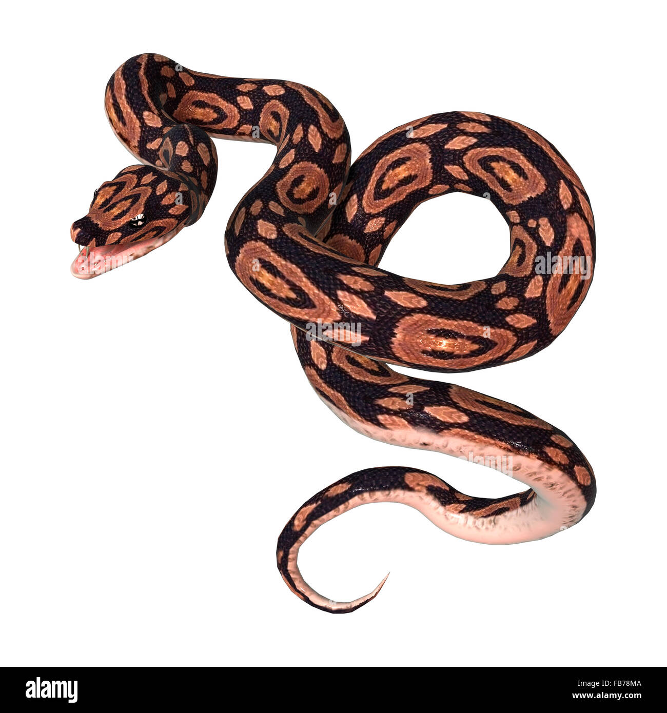 3D digital render of a ball python snake isolated on white background ...