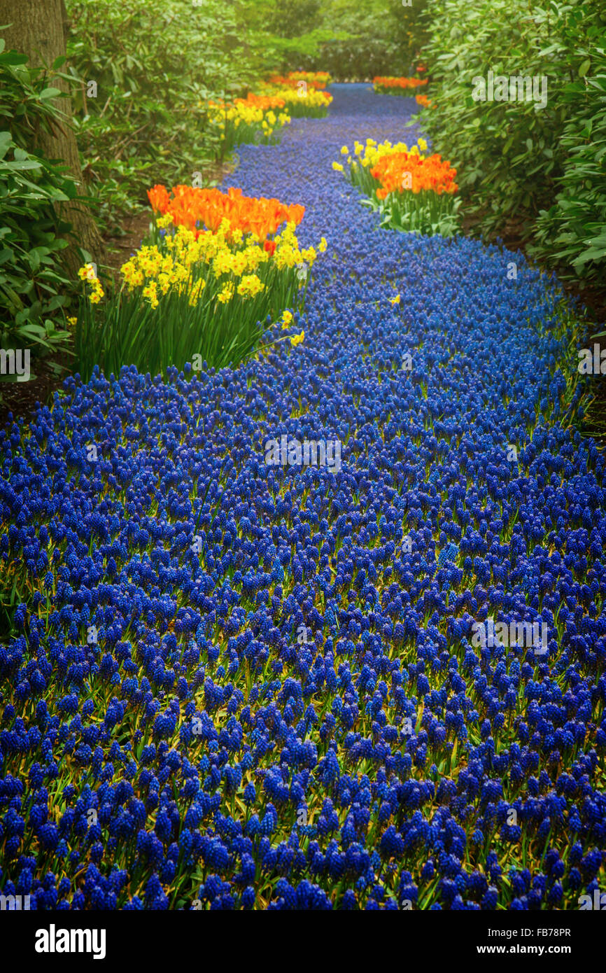 blue river of muscari flowers Stock Photo