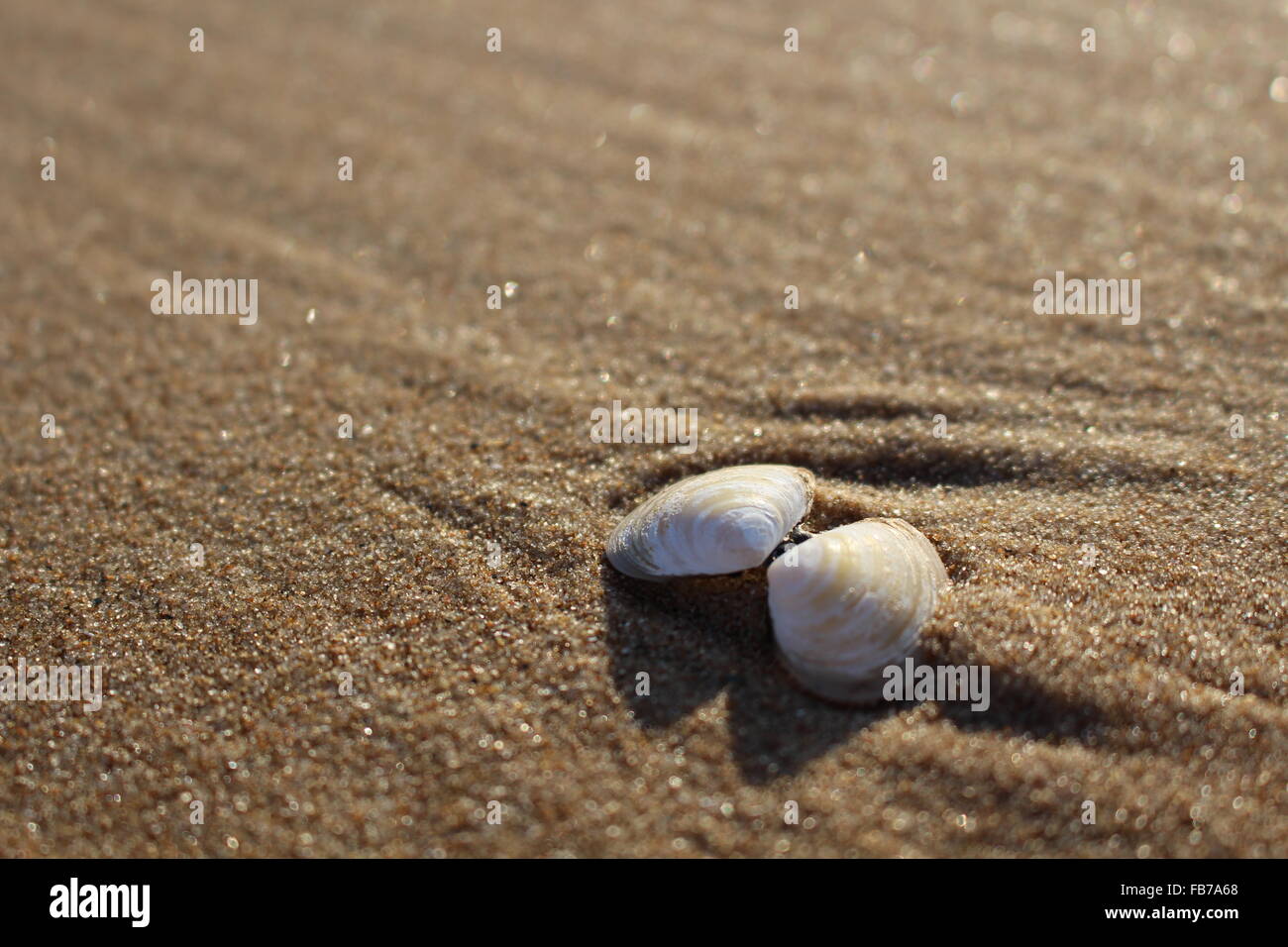 Sea shell in the sea sand Stock Photo - Alamy