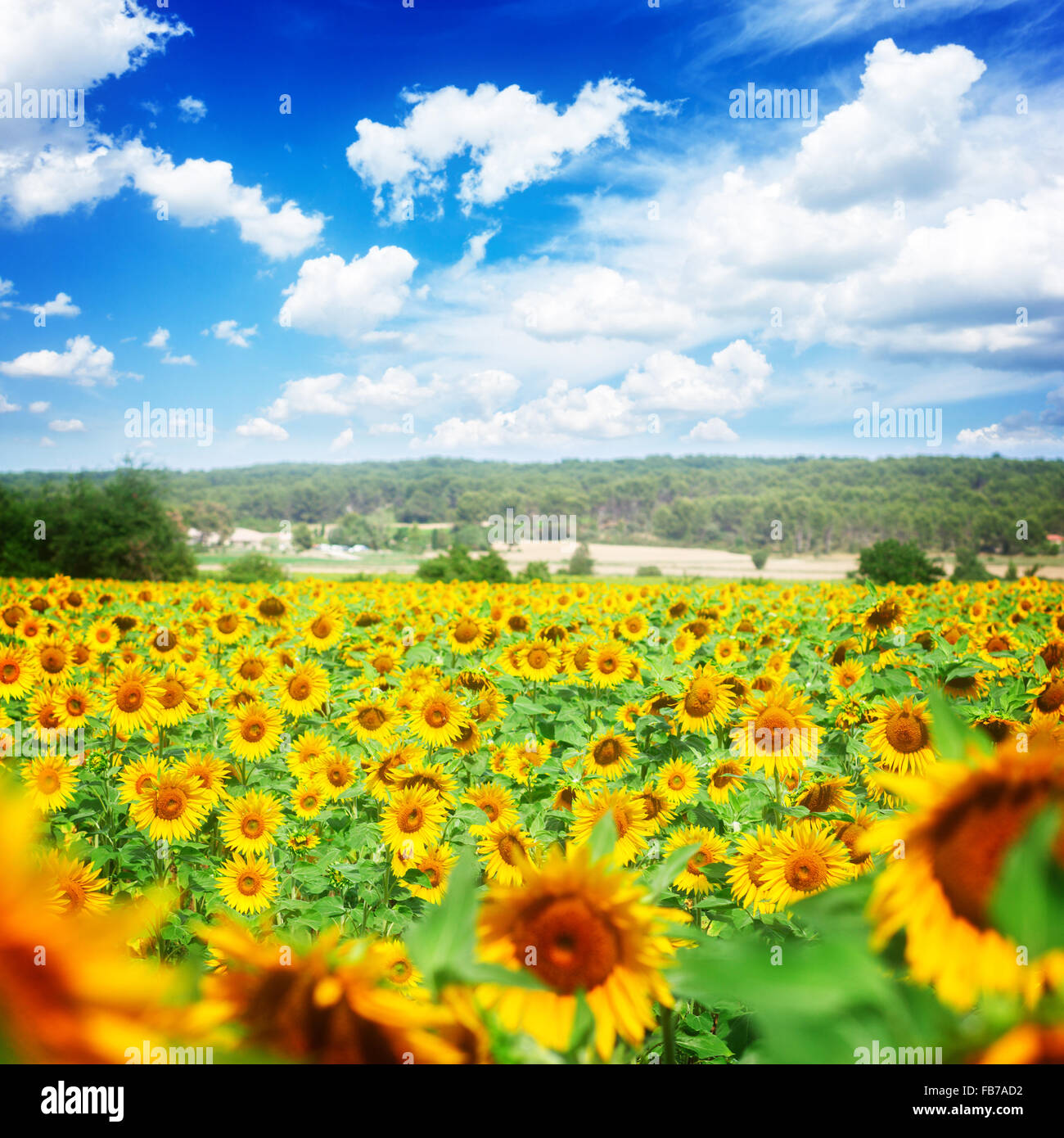 Field of sunflowers Stock Photo - Alamy