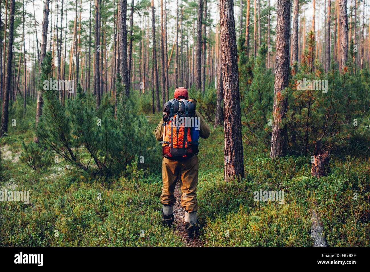 Rear view of hiker walking in forest Stock Photo