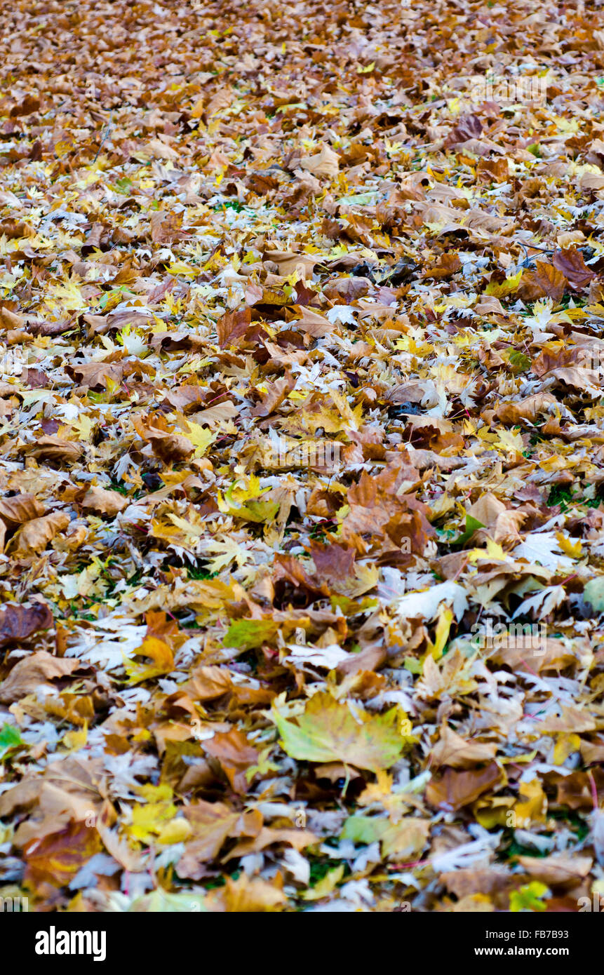 colorful autumn leaves on the ground Stock Photo - Alamy