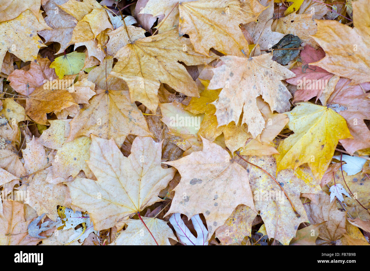 colorful autumn leaves on the ground, maple (Acer platanoides) Stock Photo