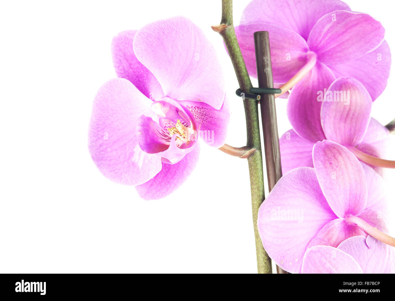 Pink streaked orchid flower, isolated Stock Photo