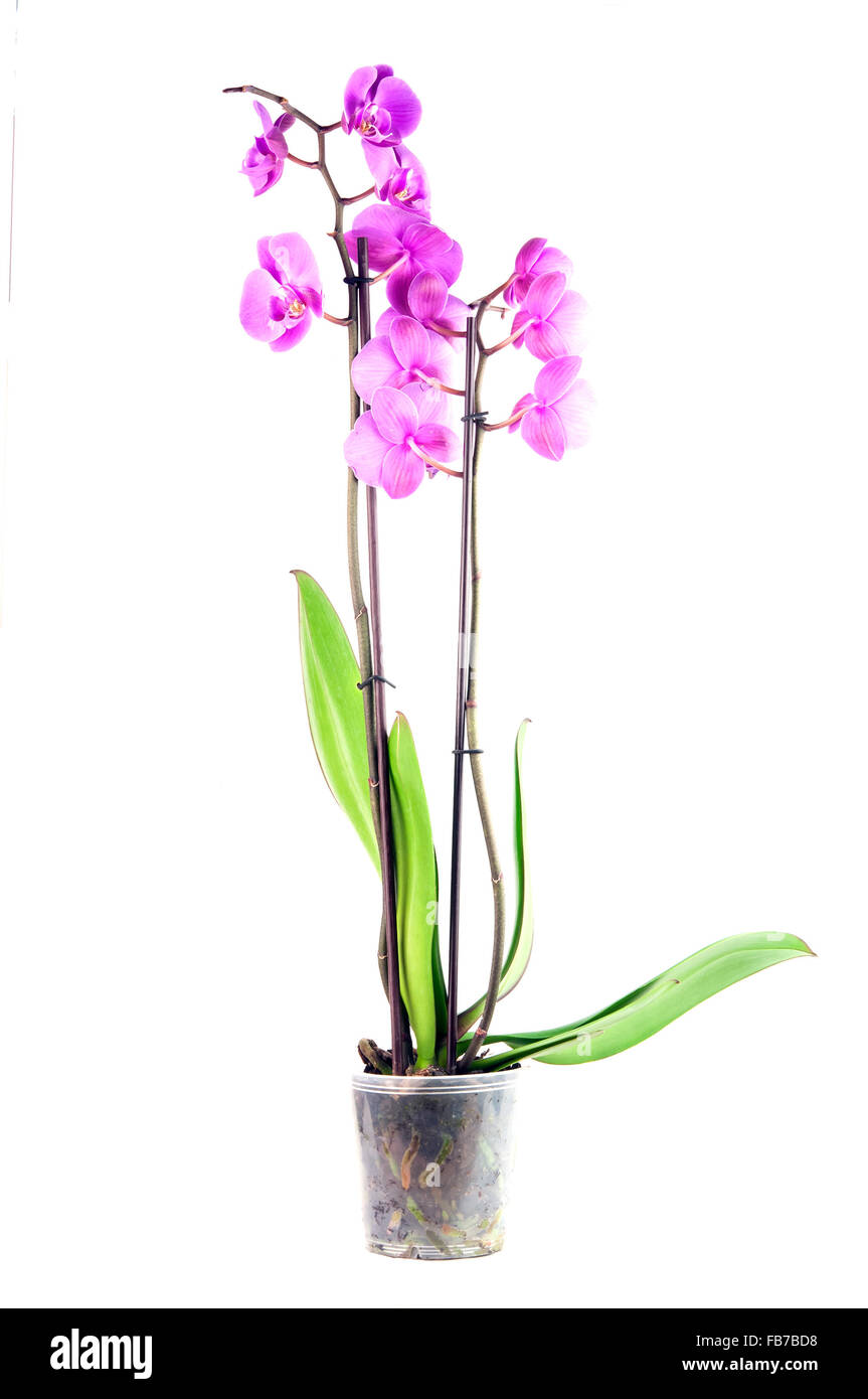 pink orchid isolated on a white background Stock Photo - Alamy