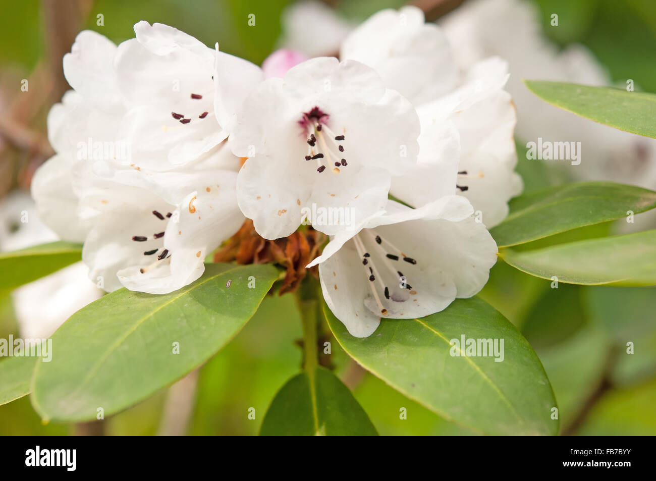 branch of white Rhododendron bush Stock Photo